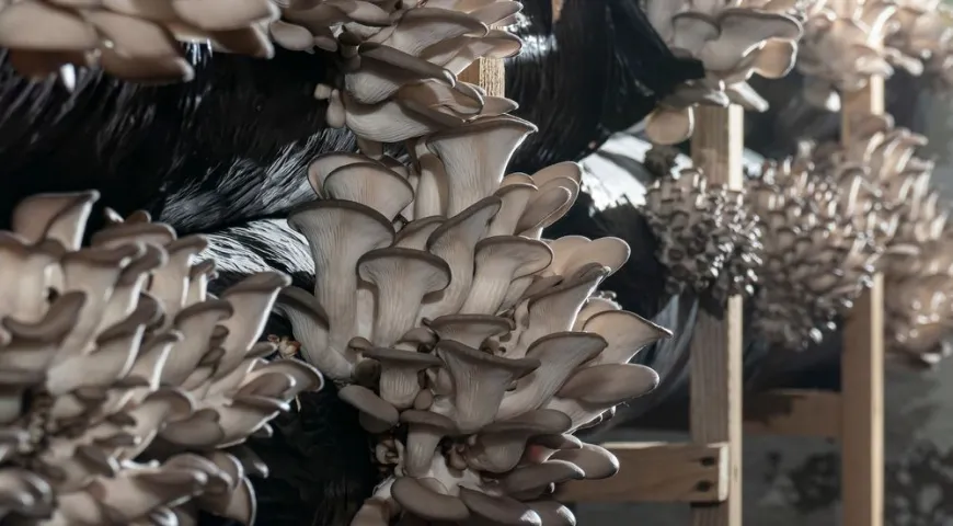 Вешенки — ценный источник биоактивных веществ и при этом один из самых популярных грибов для выращивания в искусственных условиях 