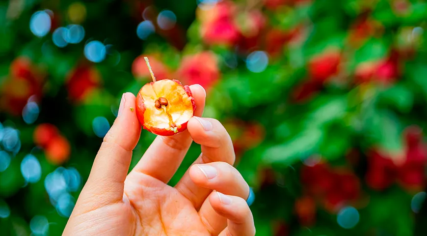 Яблоки Китайка, как правило, мелкие (10–35 г, размером обычно с грецкий орех)