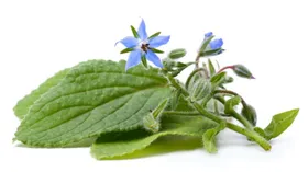 Бурачник (бораго, огуречник, огуречная трава)