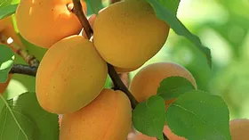 Персики родом из Италии: производство джема