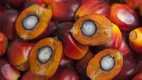 Поставки пальмового масла в Россию бьют рекорды