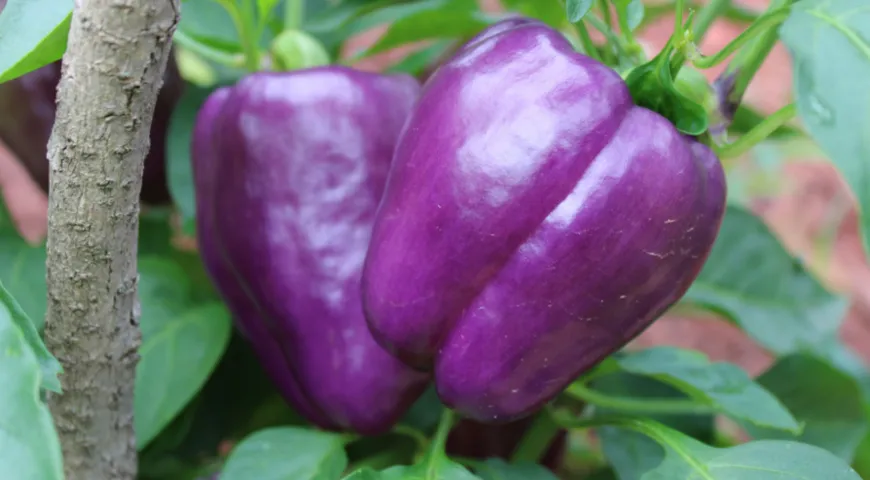 Фиолетовый сладкий перец