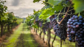 Производство вина в мире в этом году сократилось до уровня 60-летней давности