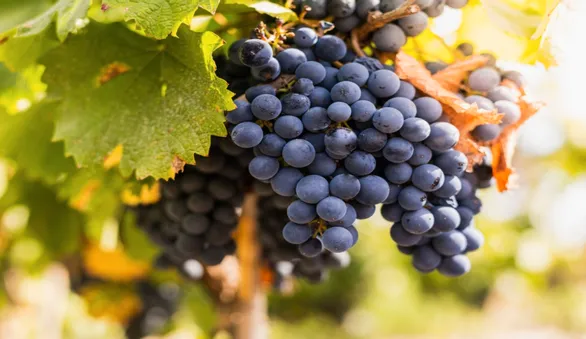 Всемирный день Мальбека: как винодельческий сорт винограда перебрался из Франции в Аргентину