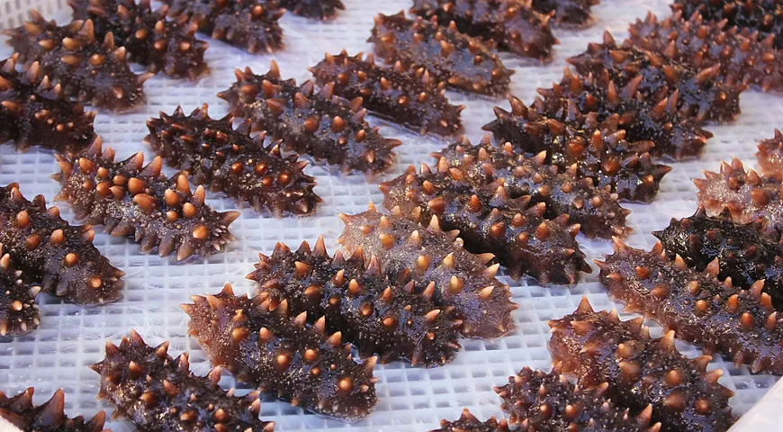 Приобрести трепанга в России проще всего в регионах Дальнего Востока, однако и жители европейской части страны не лишены такой возможности