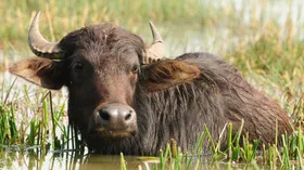 Буйволиное мясо