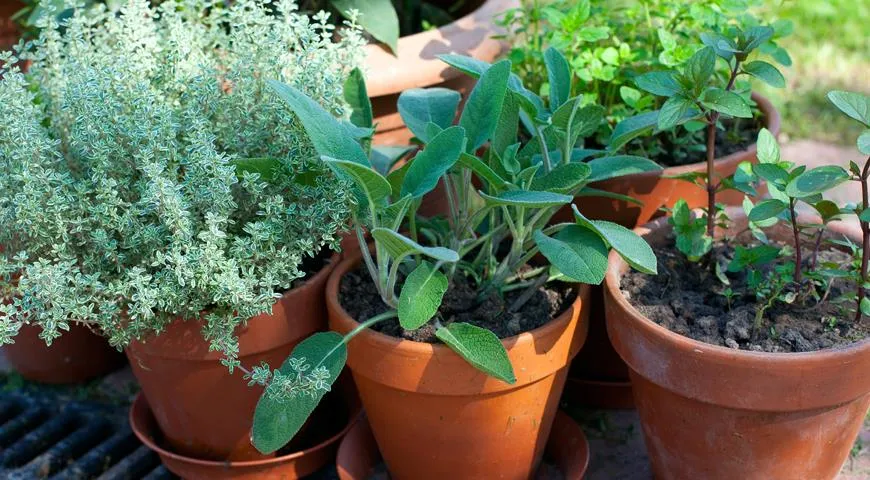 Горшки с ароматными травами в теплое время года хорошо вынести в сад, на балкон или веранду