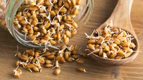Чем полезна пророщенная пшеница