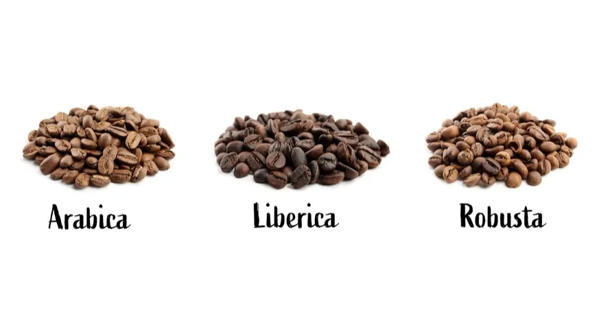 Робуста крепче и горче арабики, но выносливее и проще либерики в выращивании