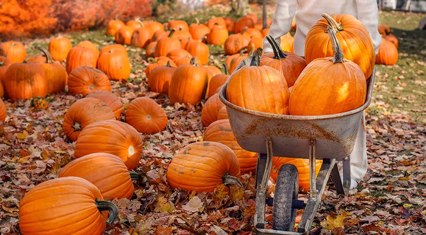 Тыква, собранная в сухую погоду, хранится пару месяцев даже при комнатной температуре