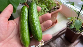 Домашние овощи на подоконнике: почему это хобби, а не способ сэкономить