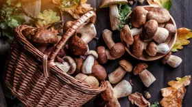 4 популярных гриба из наших лесов могут замедлить старение