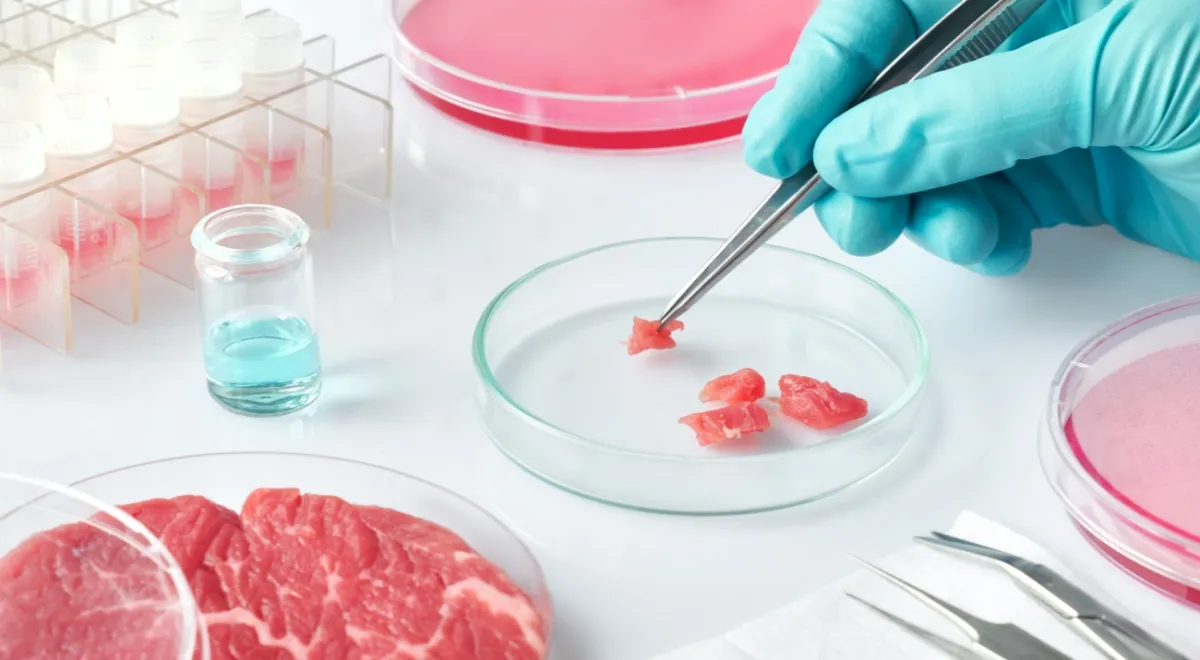 Свинина из пробирки: как ученые из Нидерландов создали сосиски в лаборатории и зачем нужен этот продукт