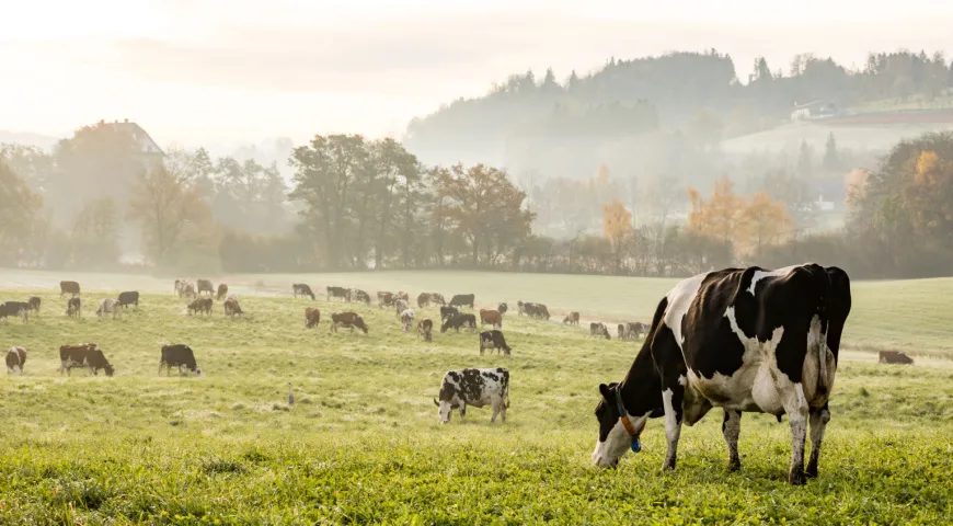 Говядина травяного откорма более полезна, чем мясо с промышленных производств, где коров кормят зерном