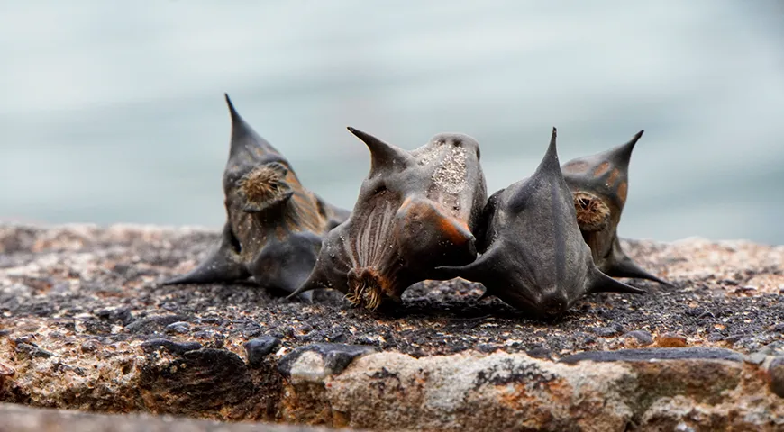 Чилим трипа плавающая (Trapa natans)