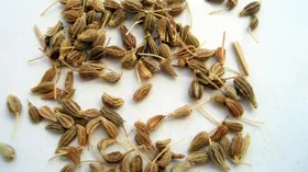 Анис (анис обыкновенный)