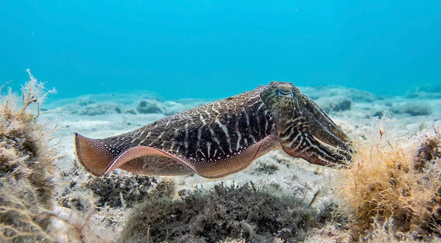 Чернила каракатицы (сепия) производятся в специальном чернильном мешке этого моллюска и используются им для маскировки при опасности, а люди добывают их для использования в кулинарии