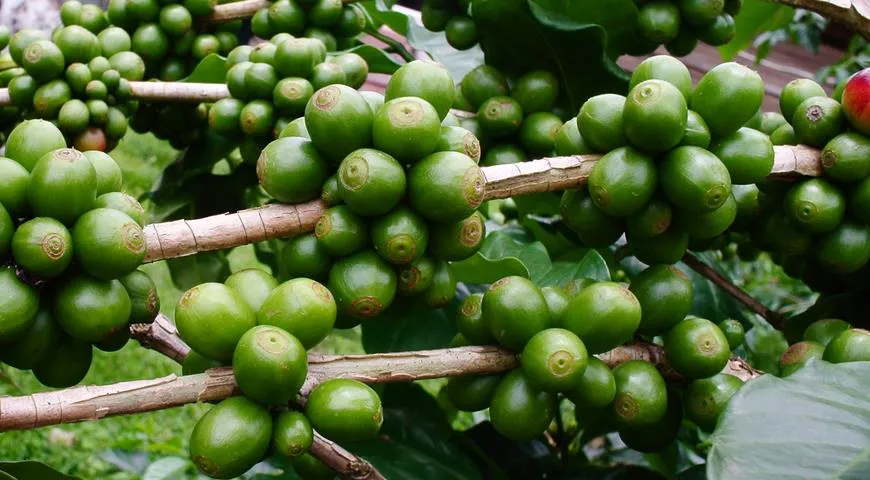 Coffea arabica, зерна кофе