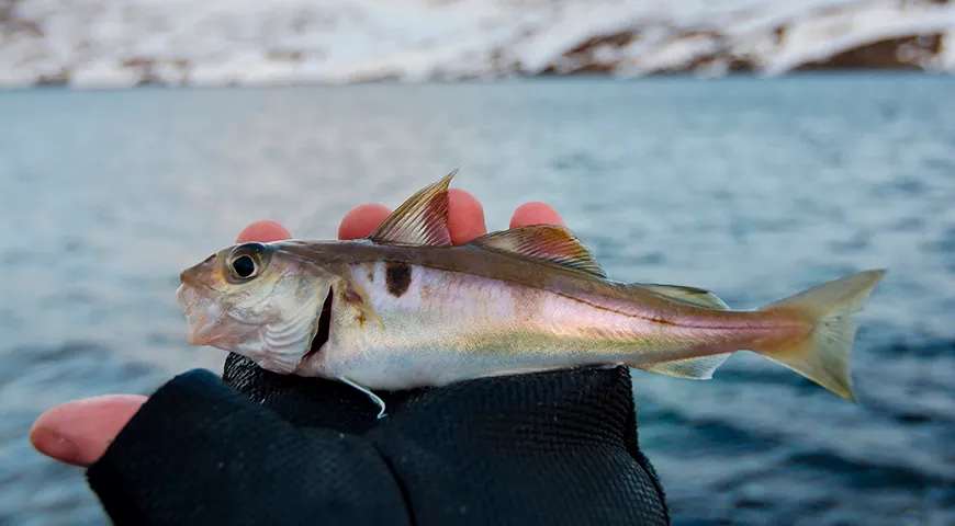 У каждой особи пикши, даже малька, есть уникальное пятно над плавником 