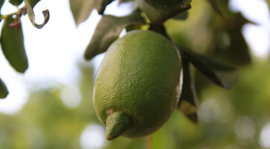 Зеленый лимон Интердонато