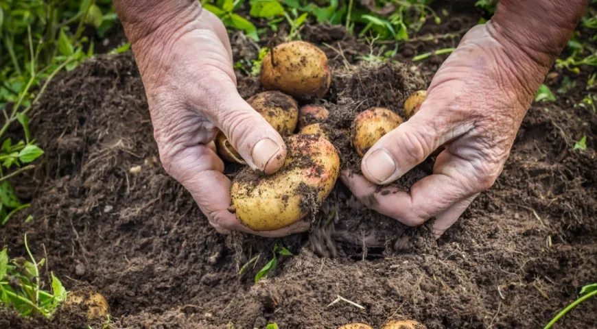 Собираем урожай картошки