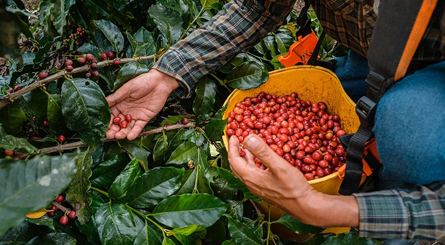 Лучшие кофейные плантации располагаются на склонах гор: высота смягчает тропическую жару, а наклон обеспечивает естественный отток воды