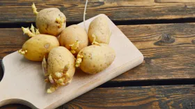 Какой картофель опасно есть даже после варки: проверьте свой холодильник
