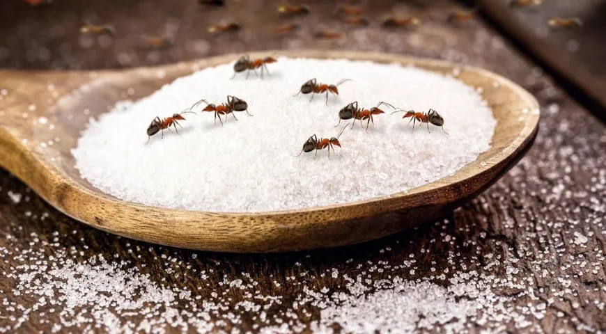 Муравьи могут быть переносчиками патогенных и условно-патогенных микробов и плесени 