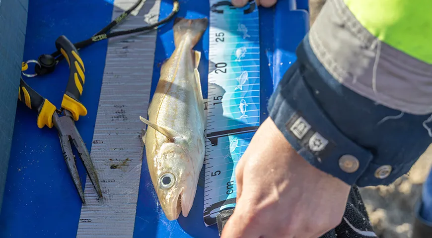 Обычная промысловая длина мерланга — 23-35 см