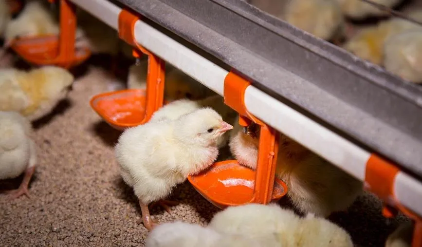 Процесс кормления цыплят автоматизирован — корм поступает в кормушки