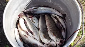 Речная рыба, как приготовить речную рыбу