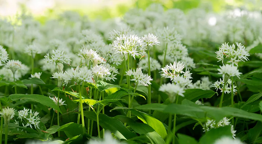 Медвежий лук нельзя собирать в дикой природе — только выращивать на участке или покупать у тех, кто вырастил