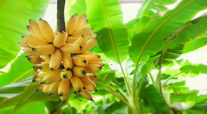 Бананы на плантации