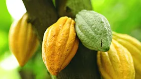 Какао-фрукты и какао-бобы - выращивание, промышленная обработка, изготовление шоколада