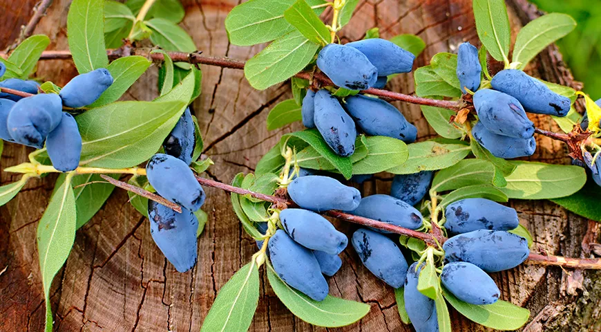 Из жимолости готовят настойки, десерты и соусы