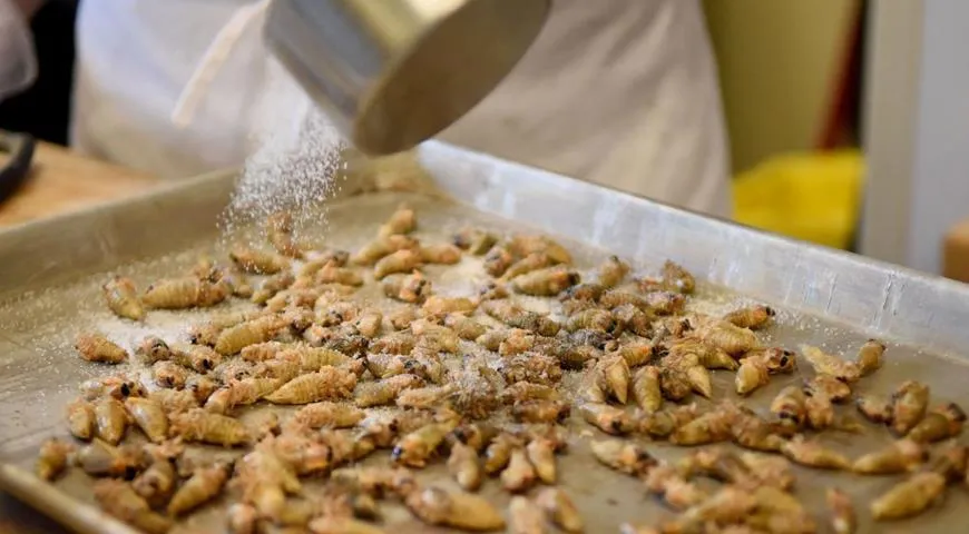 Мороженое с цикадами