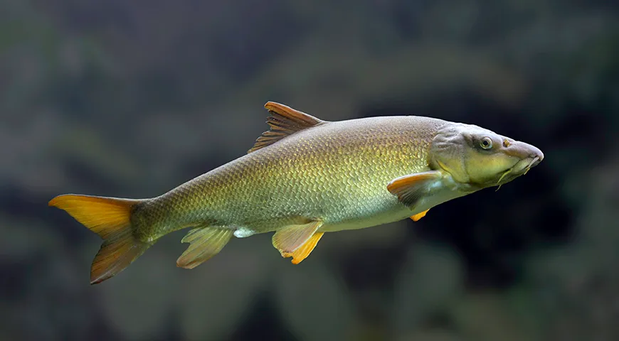 Лучшим сезоном лова усача считается конец лета и осень