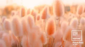 Ты мой персик: Институт цвета Pantone назвал главный цвет 2025 года