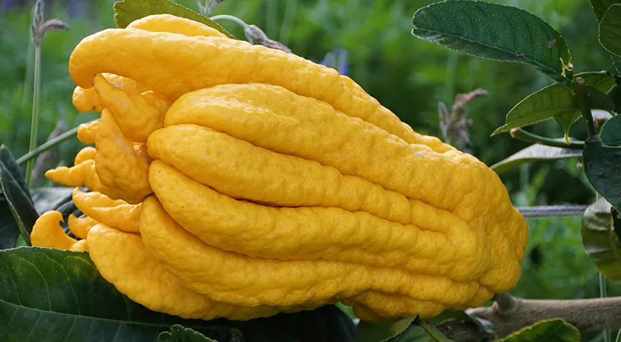 «Рука Будды» (Fingered Citron или Buddha‘s Hand) — самый узнаваемый сорт цитрона