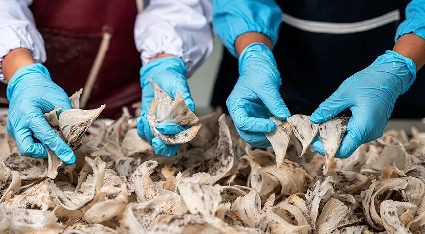 Оптимальный срок хранения для ласточкиных гнезд — не более 1 года