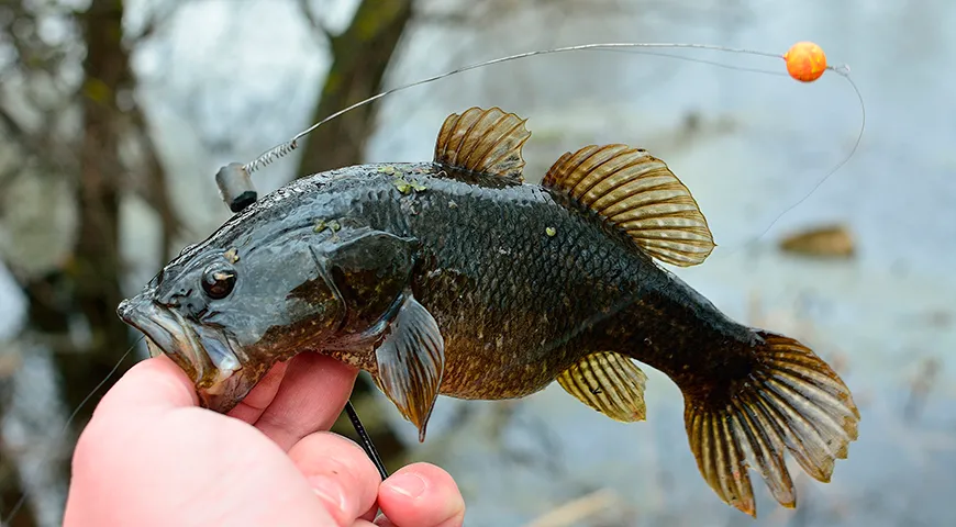 Сезон ловли ротана длится с мая по октябрь