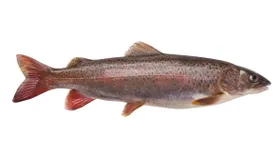 Ленок, пресноводная рыба