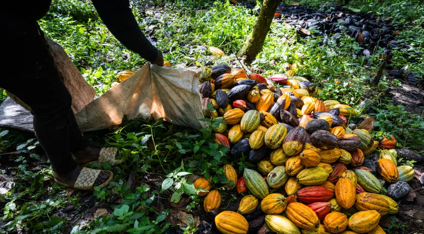 Сбор плодов дерева какао