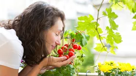 Как получить урожай сладких помидоров на балконе