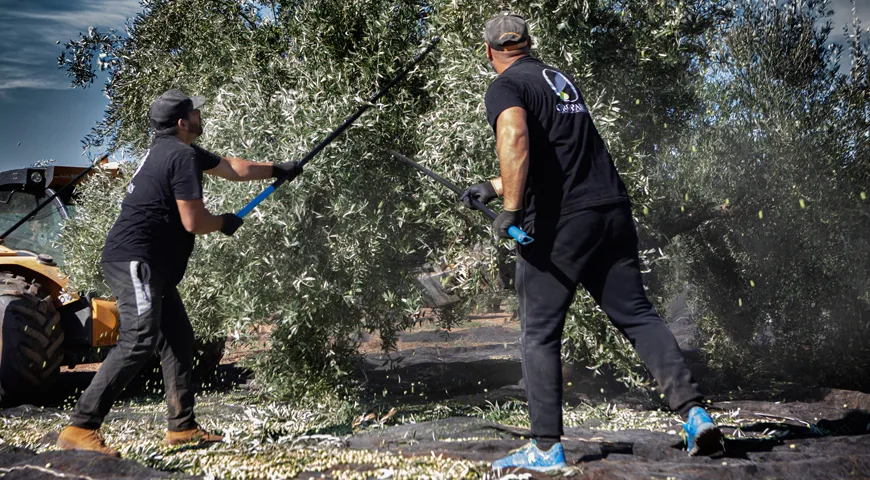 Так оливки снимают с деревьев