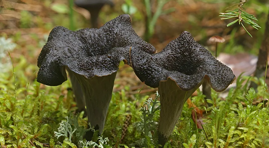 Лисичка черная внешне напоминает темный воронкообразный цветок