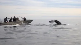 Мактак: как эскимосы едят кита по кусочкам