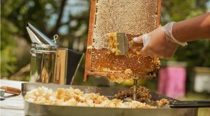 Максимальный зафиксированный рекорд мёдосбора одной специально наращенной до максимума пчелиной семьей за летний сезон – почти 420 кг.