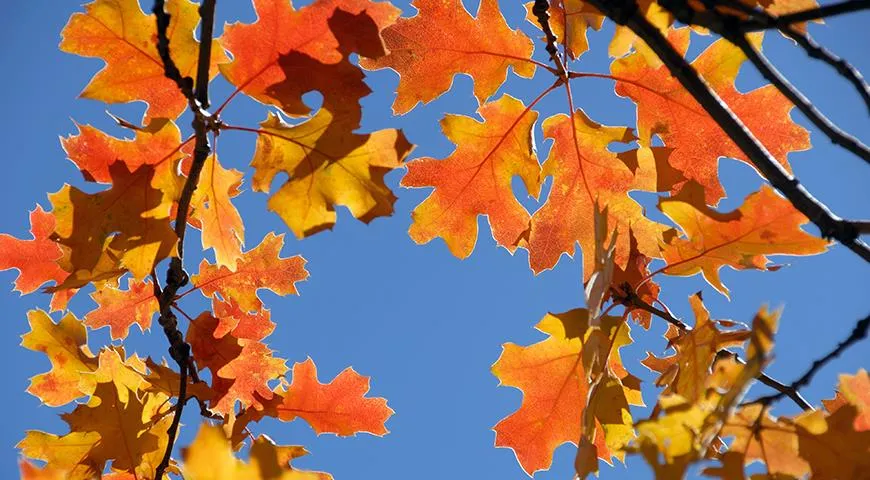 По цвету листьев на деревьях в День осеннего равноденствия предсказывают погоду на зиму
