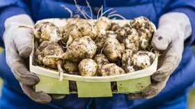 Топинамбур или земляная груша. Что это такое и как его готовить? 